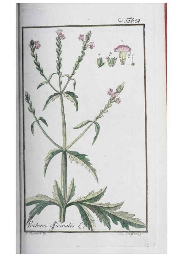 Reproducción/Reproduction 47127139792: Icones plantarum medicinalium.. Nürnberg :auf Kosten der Raspischen Buchhandlung,1779-1790. 