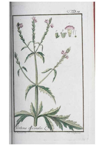 Reproducción/Reproduction 47127139792: Icones plantarum medicinalium.. Nürnberg :auf Kosten der Raspischen Buchhandlung,1779-1790. 