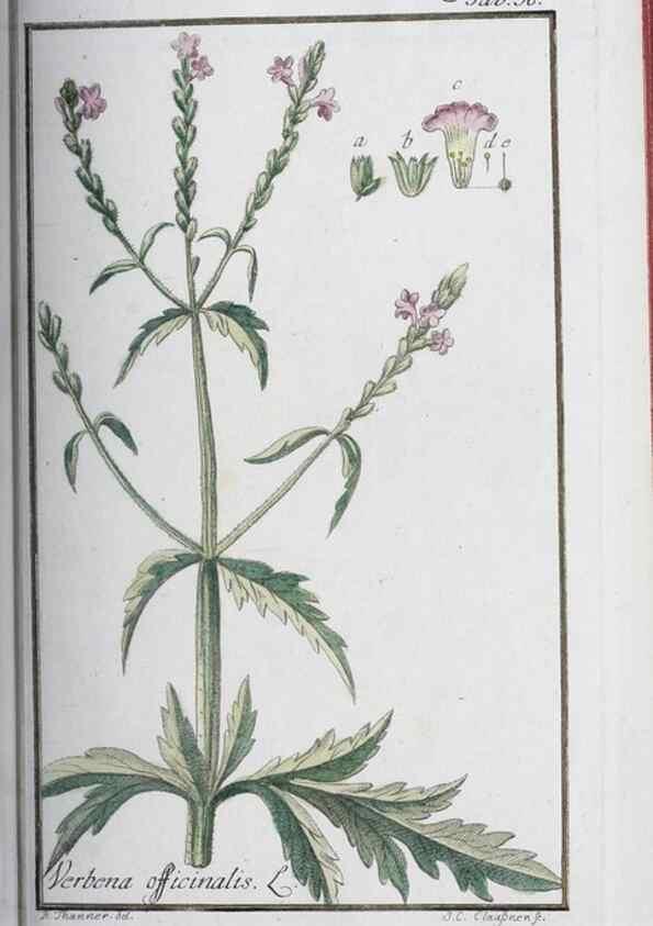 Reproducción/Reproduction 47127139792: Icones plantarum medicinalium.. Nürnberg :auf Kosten der Raspischen Buchhandlung,1779-1790. 