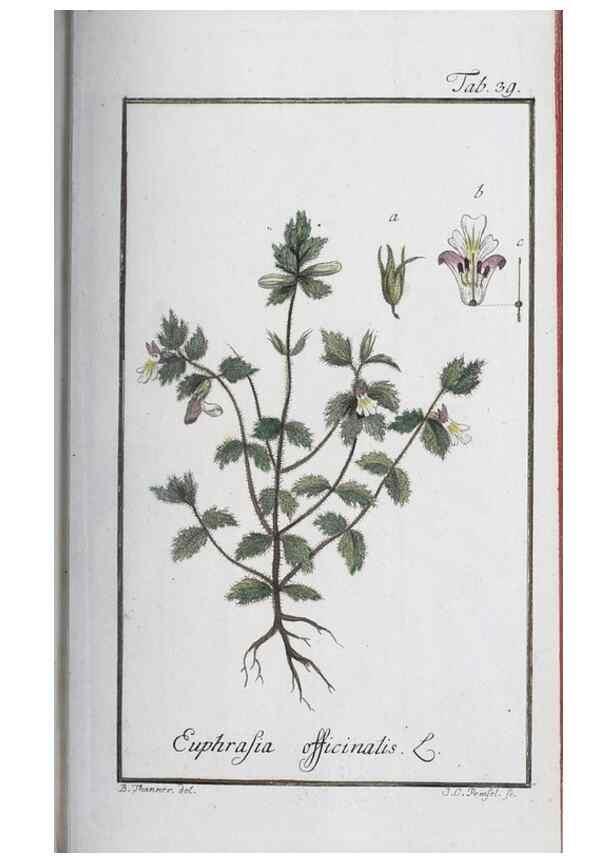 Reproducción/Reproduction 46455488264: Icones plantarum medicinalium.. Nürnberg :auf Kosten der Raspischen Buchhandlung,1779-1790. 