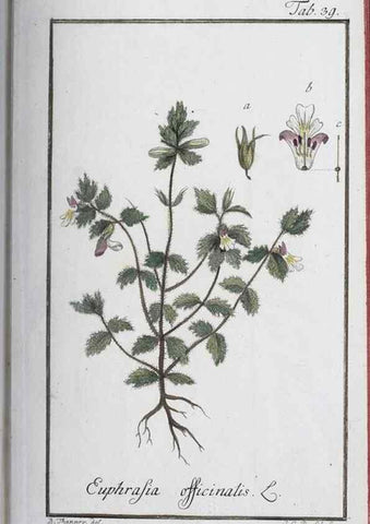 Reproducción/Reproduction 46455488264: Icones plantarum medicinalium.. Nürnberg :auf Kosten der Raspischen Buchhandlung,1779-1790. 