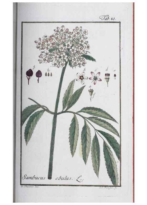 Reproducción/Reproduction 40214157463: Icones plantarum medicinalium.. Nürnberg :auf Kosten der Raspischen Buchhandlung,1779-1790. 