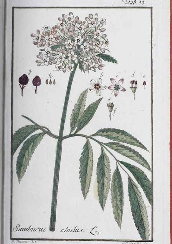 Reproducción/Reproduction 40214157463: Icones plantarum medicinalium.. Nürnberg :auf Kosten der Raspischen Buchhandlung,1779-1790. 