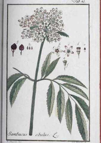 Reproducción/Reproduction 40214157463: Icones plantarum medicinalium.. Nürnberg :auf Kosten der Raspischen Buchhandlung,1779-1790. 