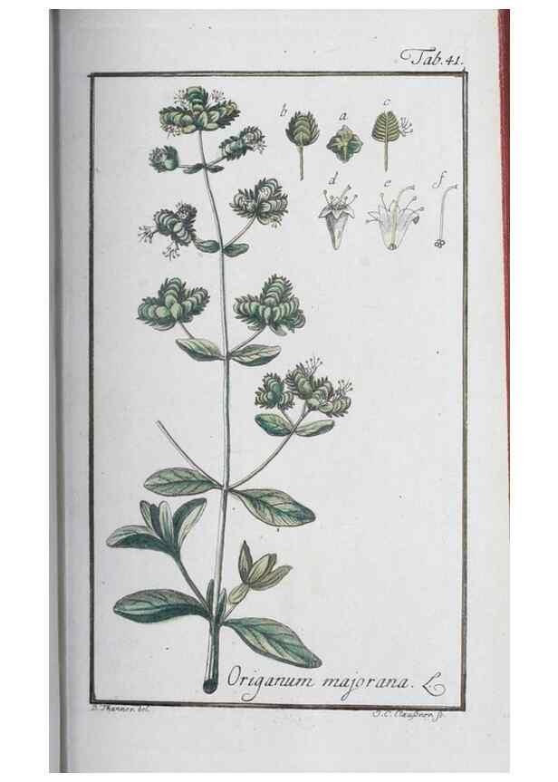 Reproducción/Reproduction 32237246507: Icones plantarum medicinalium.. Nürnberg :auf Kosten der Raspischen Buchhandlung,1779-1790. 