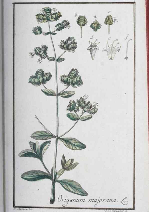 Reproducción/Reproduction 32237246507: Icones plantarum medicinalium.. Nürnberg :auf Kosten der Raspischen Buchhandlung,1779-1790. 