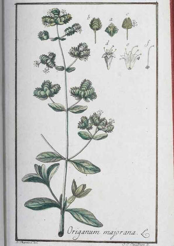 Reproducción/Reproduction 32237246507: Icones plantarum medicinalium.. Nürnberg :auf Kosten der Raspischen Buchhandlung,1779-1790. 