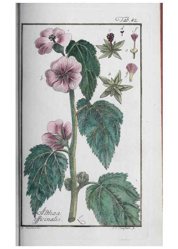 Reproducción/Reproduction 46455490154: Icones plantarum medicinalium.. Nürnberg :auf Kosten der Raspischen Buchhandlung,1779-1790. 