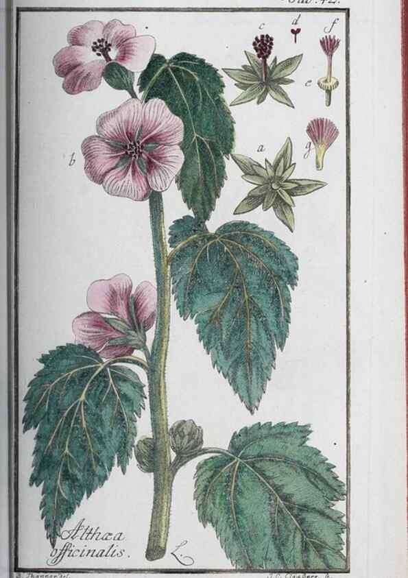 Reproducción/Reproduction 46455490154: Icones plantarum medicinalium.. Nürnberg :auf Kosten der Raspischen Buchhandlung,1779-1790. 