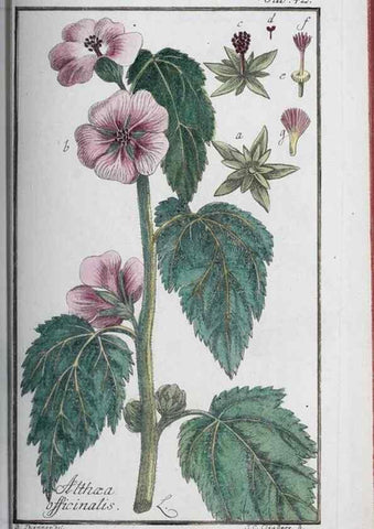 Reproducción/Reproduction 46455490154: Icones plantarum medicinalium.. Nürnberg :auf Kosten der Raspischen Buchhandlung,1779-1790. 