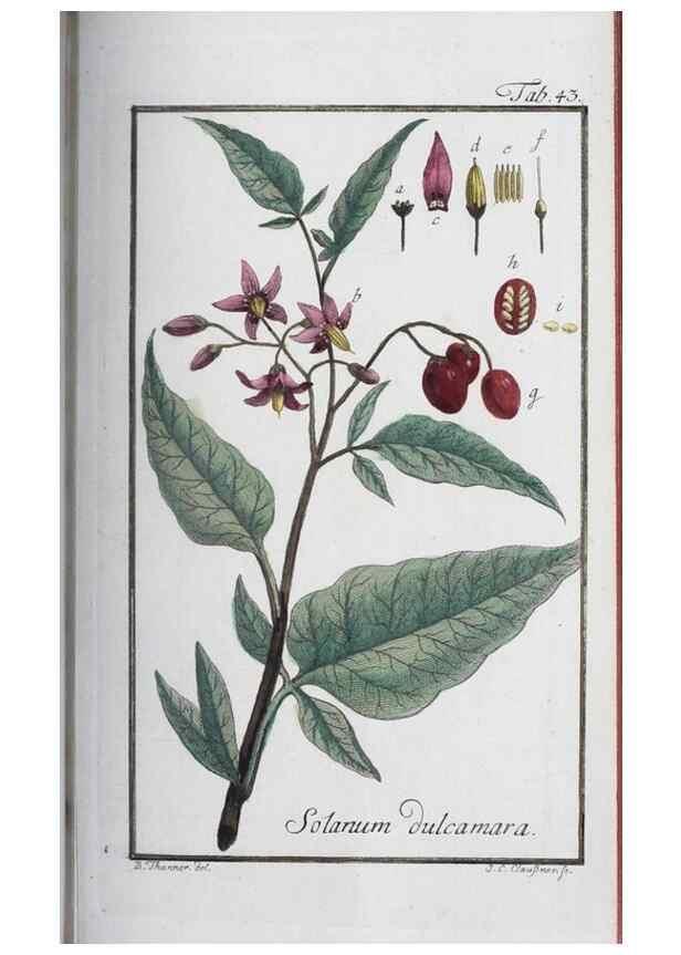 Reproducción/Reproduction 47127142132: Icones plantarum medicinalium.. Nürnberg :auf Kosten der Raspischen Buchhandlung,1779-1790. 
