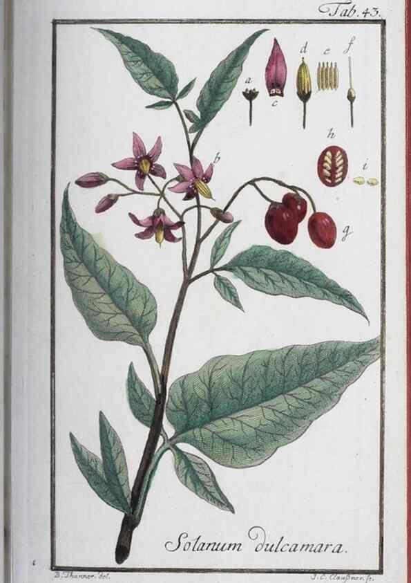 Reproducción/Reproduction 47127142132: Icones plantarum medicinalium.. Nürnberg :auf Kosten der Raspischen Buchhandlung,1779-1790. 