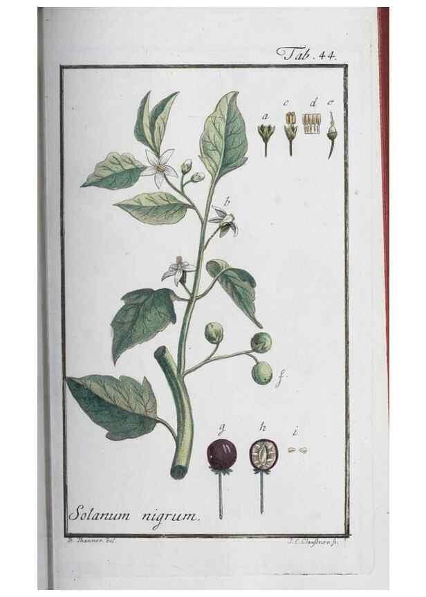 Reproducción/Reproduction 47127142562: Icones plantarum medicinalium.. Nürnberg :auf Kosten der Raspischen Buchhandlung,1779-1790. 