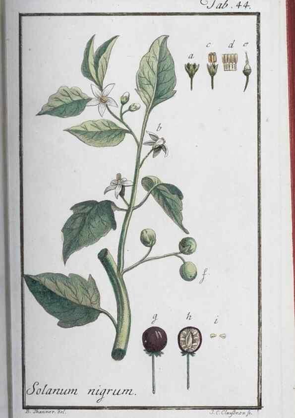 Reproducción/Reproduction 47127142562: Icones plantarum medicinalium.. Nürnberg :auf Kosten der Raspischen Buchhandlung,1779-1790. 