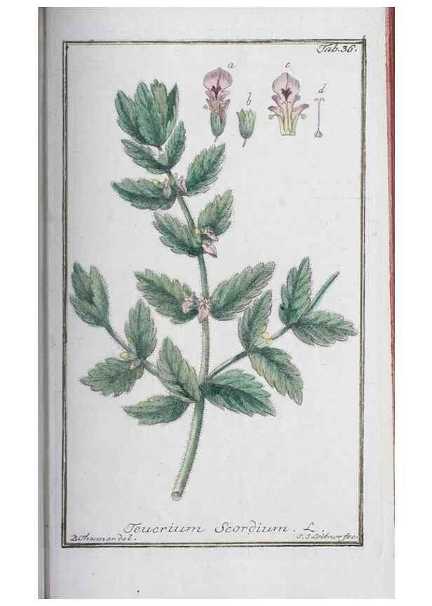 Reproducción/Reproduction 33303693718: Icones plantarum medicinalium.. Nürnberg :auf Kosten der Raspischen Buchhandlung,1779-1790. 