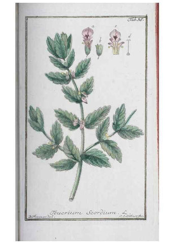 Reproducción/Reproduction 33303693718: Icones plantarum medicinalium.. Nürnberg :auf Kosten der Raspischen Buchhandlung,1779-1790. 