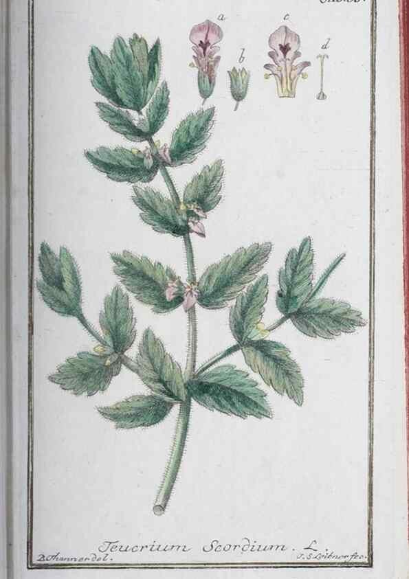 Reproducción/Reproduction 33303693718: Icones plantarum medicinalium.. Nürnberg :auf Kosten der Raspischen Buchhandlung,1779-1790. 