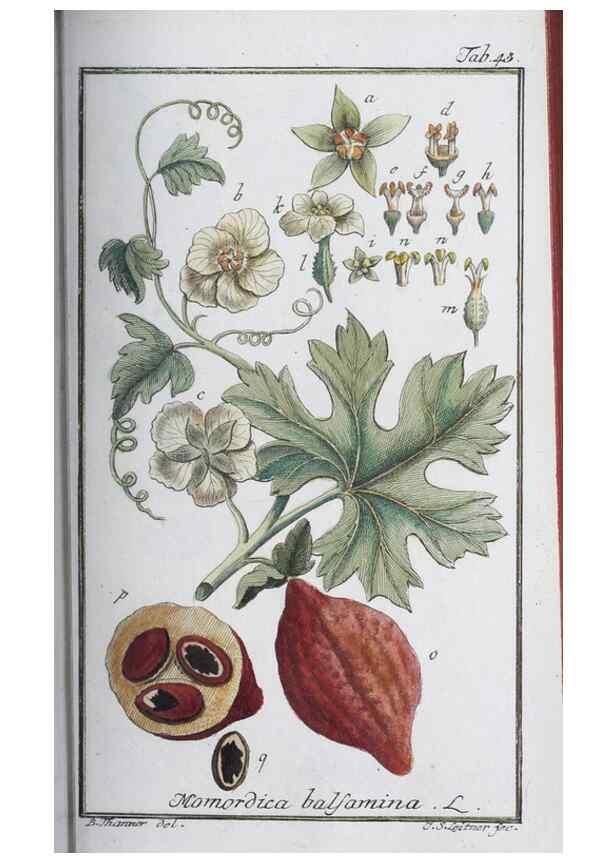 Reproducción/Reproduction 32237249797: Icones plantarum medicinalium.. Nürnberg :auf Kosten der Raspischen Buchhandlung,1779-1790. 