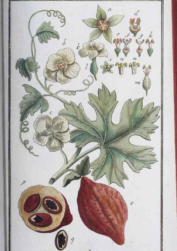 Reproducción/Reproduction 32237249797: Icones plantarum medicinalium.. Nürnberg :auf Kosten der Raspischen Buchhandlung,1779-1790. 