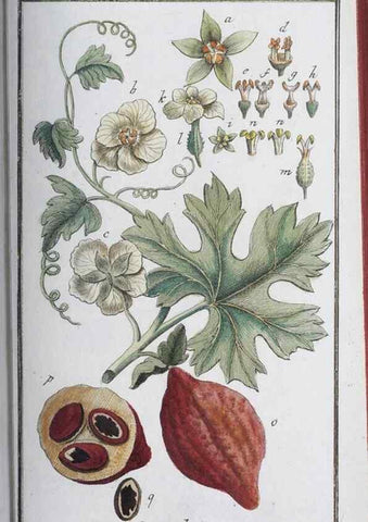 Reproducción/Reproduction 32237249797: Icones plantarum medicinalium.. Nürnberg :auf Kosten der Raspischen Buchhandlung,1779-1790. 