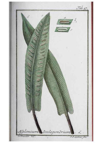 Reproducción/Reproduction 47178988451: Icones plantarum medicinalium.. Nürnberg :auf Kosten der Raspischen Buchhandlung,1779-1790. 