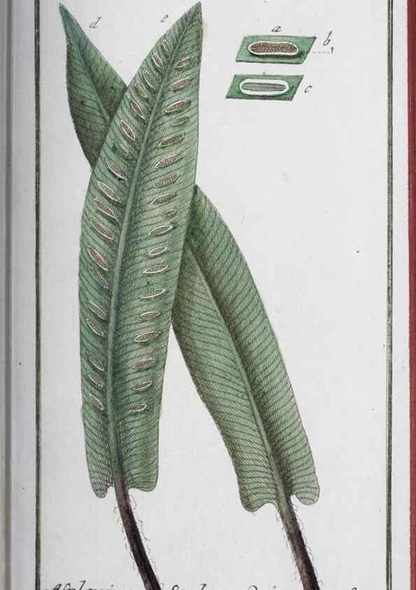 Reproducción/Reproduction 47178988451: Icones plantarum medicinalium.. Nürnberg :auf Kosten der Raspischen Buchhandlung,1779-1790. 