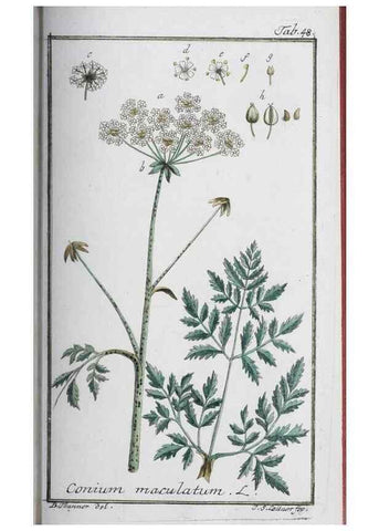 Reproducción/Reproduction 47127144502: Icones plantarum medicinalium.. Nürnberg :auf Kosten der Raspischen Buchhandlung,1779-1790. 