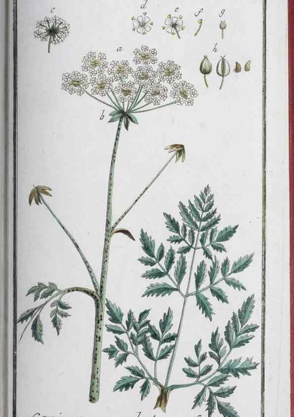 Reproducción/Reproduction 47127144502: Icones plantarum medicinalium.. Nürnberg :auf Kosten der Raspischen Buchhandlung,1779-1790. 