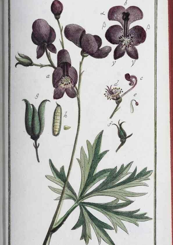 Reproducción/Reproduction 46455496714: Icones plantarum medicinalium.. Nürnberg :auf Kosten der Raspischen Buchhandlung,1779-1790. 