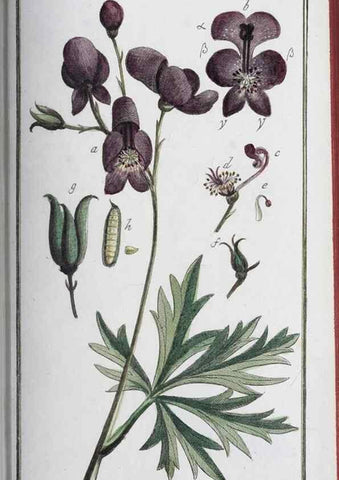 Reproducción/Reproduction 46455496714: Icones plantarum medicinalium.. Nürnberg :auf Kosten der Raspischen Buchhandlung,1779-1790. 