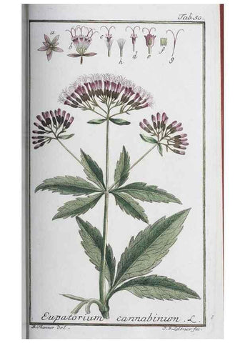 Reproducción/Reproduction 47178992781: Icones plantarum medicinalium.. Nürnberg :auf Kosten der Raspischen Buchhandlung,1779-1790. 