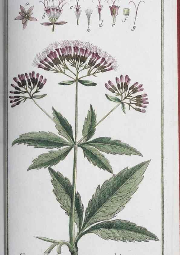 Reproducción/Reproduction 47178992781: Icones plantarum medicinalium.. Nürnberg :auf Kosten der Raspischen Buchhandlung,1779-1790. 