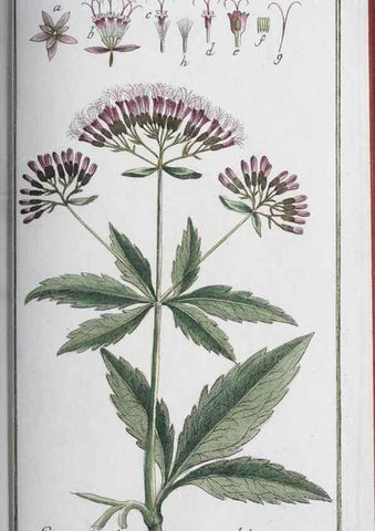 Reproducción/Reproduction 47178992781: Icones plantarum medicinalium.. Nürnberg :auf Kosten der Raspischen Buchhandlung,1779-1790. 