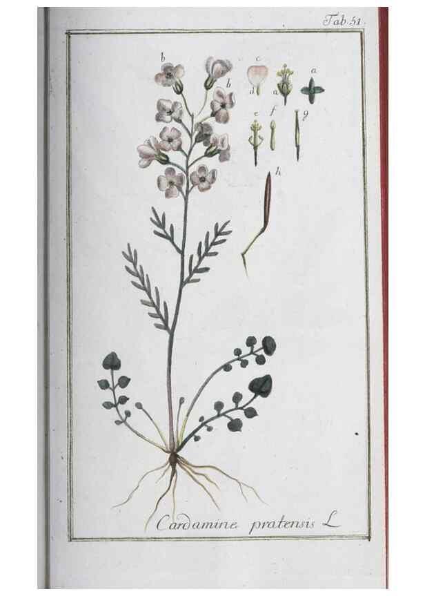 Reproducción/Reproduction 32237255487: Icones plantarum medicinalium.. Nürnberg :auf Kosten der Raspischen Buchhandlung,1779-1790. 