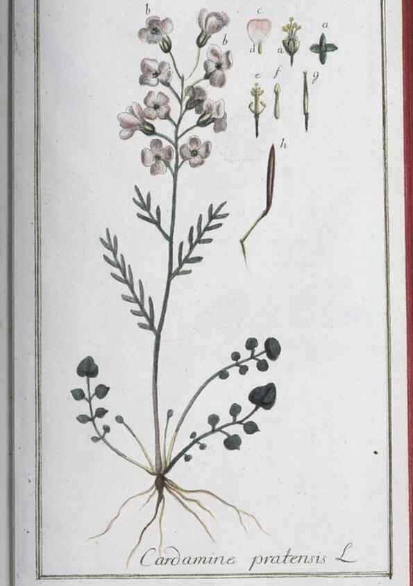 Reproducción/Reproduction 32237255487: Icones plantarum medicinalium.. Nürnberg :auf Kosten der Raspischen Buchhandlung,1779-1790. 