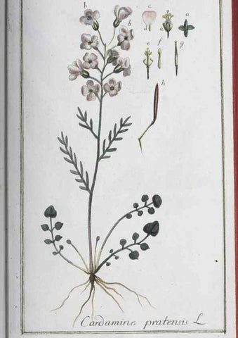 Reproducción/Reproduction 32237255487: Icones plantarum medicinalium.. Nürnberg :auf Kosten der Raspischen Buchhandlung,1779-1790. 