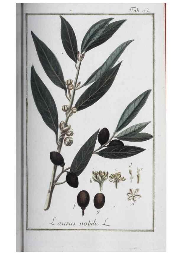 Reproducción/Reproduction 33303709118: Icones plantarum medicinalium.. Nürnberg :auf Kosten der Raspischen Buchhandlung,1779-1790. 