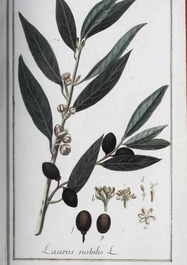 Reproducción/Reproduction 33303709118: Icones plantarum medicinalium.. Nürnberg :auf Kosten der Raspischen Buchhandlung,1779-1790. 
