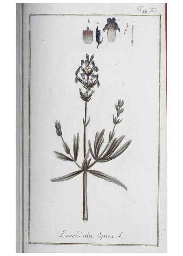 Reproducción/Reproduction 46264833425: Icones plantarum medicinalium.. Nürnberg :auf Kosten der Raspischen Buchhandlung,1779-1790. 