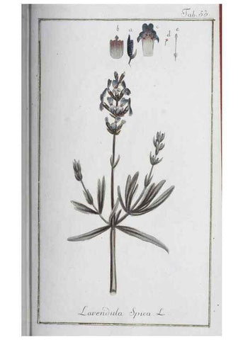 Reproducción/Reproduction 46264833425: Icones plantarum medicinalium.. Nürnberg :auf Kosten der Raspischen Buchhandlung,1779-1790. 