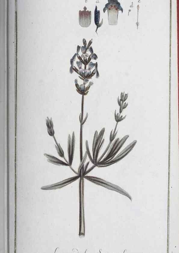 Reproducción/Reproduction 46264833425: Icones plantarum medicinalium.. Nürnberg :auf Kosten der Raspischen Buchhandlung,1779-1790. 