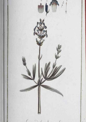Reproducción/Reproduction 46264833425: Icones plantarum medicinalium.. Nürnberg :auf Kosten der Raspischen Buchhandlung,1779-1790. 