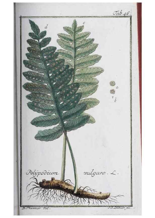 Reproducción/Reproduction 33303703358: Icones plantarum medicinalium.. Nürnberg :auf Kosten der Raspischen Buchhandlung,1779-1790. 