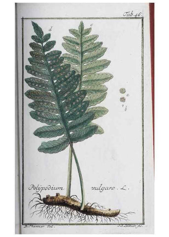 Reproducción/Reproduction 33303703358: Icones plantarum medicinalium.. Nürnberg :auf Kosten der Raspischen Buchhandlung,1779-1790. 