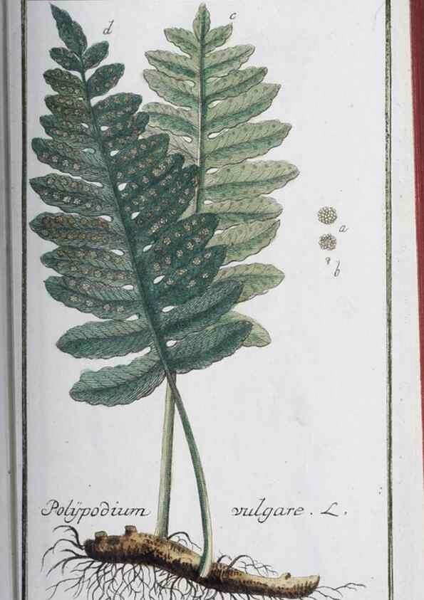Reproducción/Reproduction 33303703358: Icones plantarum medicinalium.. Nürnberg :auf Kosten der Raspischen Buchhandlung,1779-1790. 