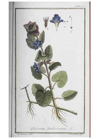 Reproducción/Reproduction 32237271587: Icones plantarum medicinalium.. Nürnberg :auf Kosten der Raspischen Buchhandlung,1779-1790. 