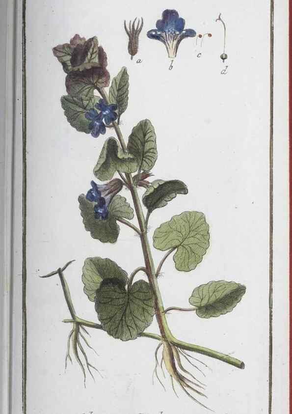 Reproducción/Reproduction 32237271587: Icones plantarum medicinalium.. Nürnberg :auf Kosten der Raspischen Buchhandlung,1779-1790. 