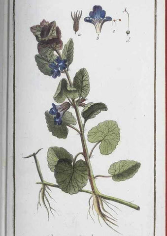 Reproducción/Reproduction 32237271587: Icones plantarum medicinalium.. Nürnberg :auf Kosten der Raspischen Buchhandlung,1779-1790. 