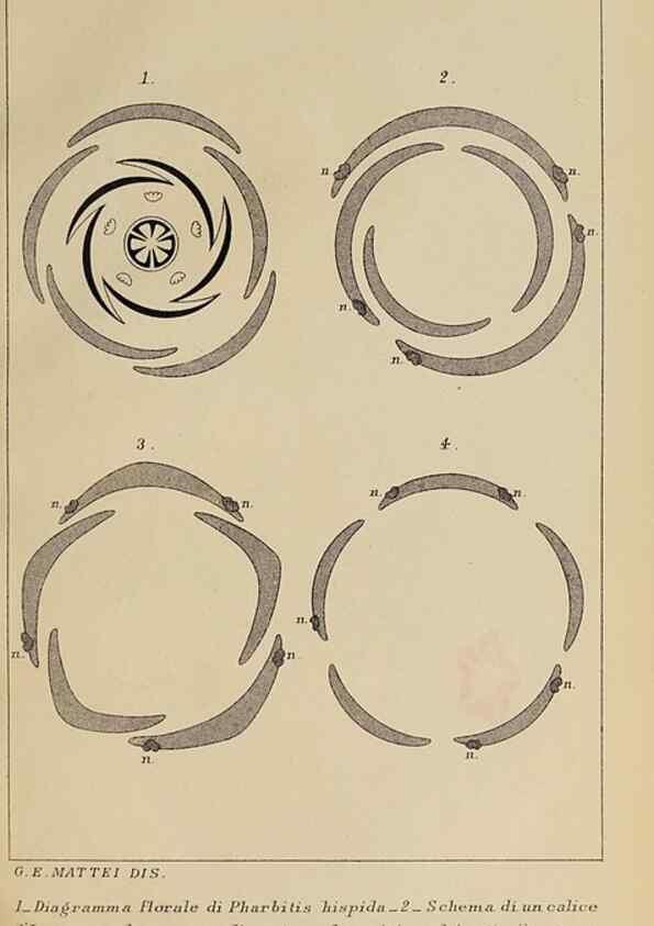 Reproducción/Reproduction 47126235032: Convolvulacee /. Bologna :Società tipografica Azzoguidi,1887.. 