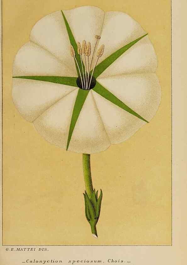 Reproducción/Reproduction 32236377917: Convolvulacee /. Bologna :Società tipografica Azzoguidi,1887.. 